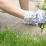 what are weeds how can we control them